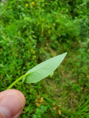 Persicaria sagittata