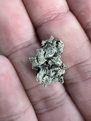 Flavopunctelia flaventior