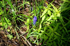Muscari