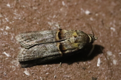 Trachonitis cristella