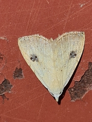 Rivula sericealis