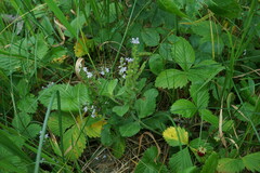 Veronica officinalis