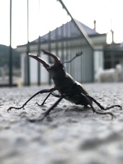 Lucanus cervus