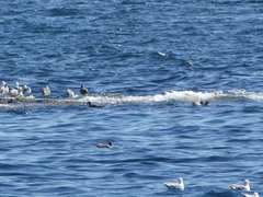 Laridae