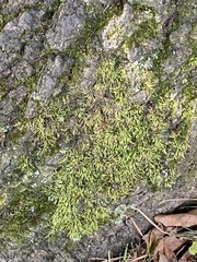 Entodon seductrix