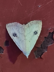 Rivula sericealis