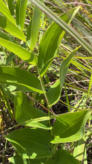 Polygonatum