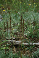 Veronica gentianoides