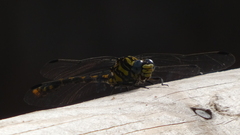 Onychogomphus uncatus