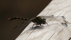 Onychogomphus uncatus