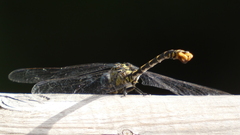 Onychogomphus uncatus
