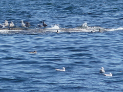 Laridae