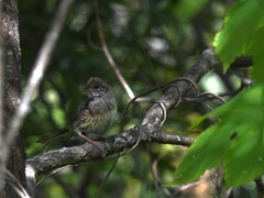 Emberiza spodocephala