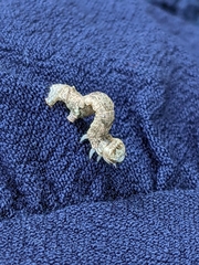 Ectropis crepuscularia