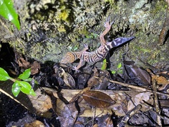 Goniurosaurus varius