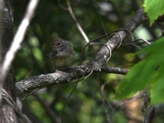 Emberiza spodocephala