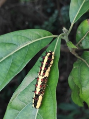 Papilio clytia