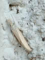 Agriphila inquinatella