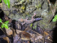 Goniurosaurus varius