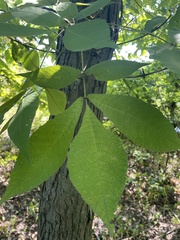 Carya ovata