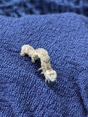 Ectropis crepuscularia