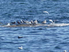Laridae