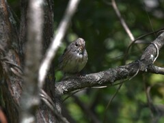 Emberiza spodocephala