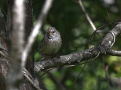 Emberiza spodocephala