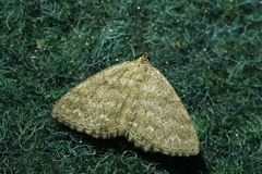 Scopula immorata