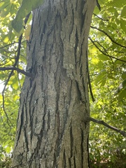 Carya ovata