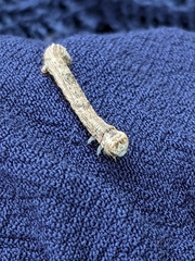 Ectropis crepuscularia