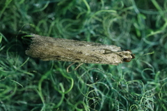 Phycitodes binaevella