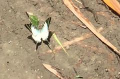 Graphium antiphates itamputi