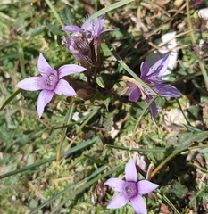 Gentianella germanica