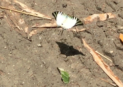 Graphium antiphates itamputi