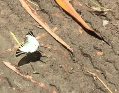 Graphium antiphates itamputi