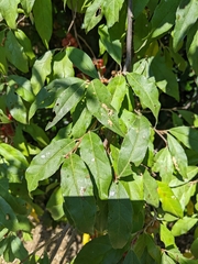 Elaeagnus umbellata