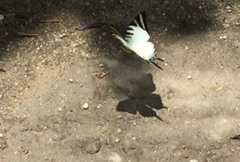 Graphium antiphates itamputi