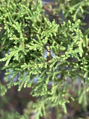 Lucilia sericata