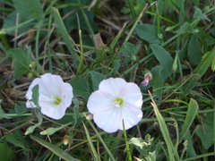 Convolvulus