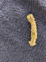 Ectropis crepuscularia