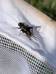 Allonemobius fasciatus