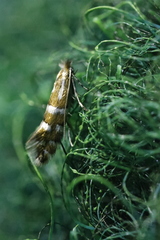 Phyllonorycter