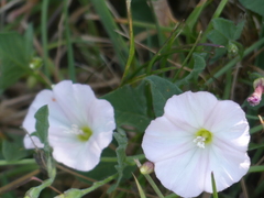 Convolvulus