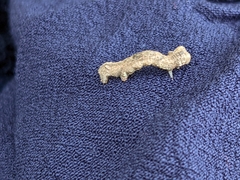 Ectropis crepuscularia