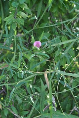 Lathyrus sylvestris