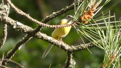 Motacilla cinerea
