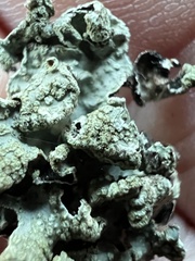 Flavopunctelia flaventior