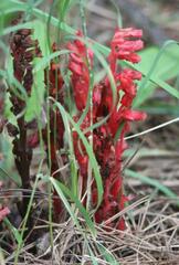Monotropa hypopitys