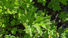 Petasites frigidus
